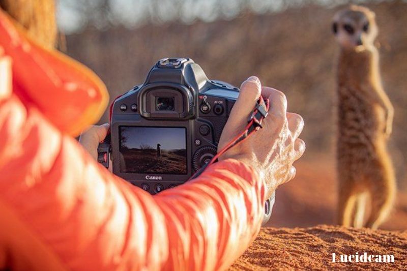 Camera For Action Shots - Buying Guide